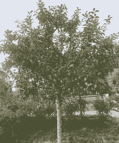 鸡场种什么果树好