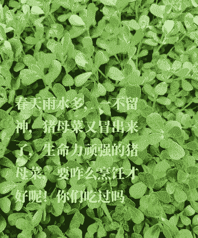 母猪可以吃什么草