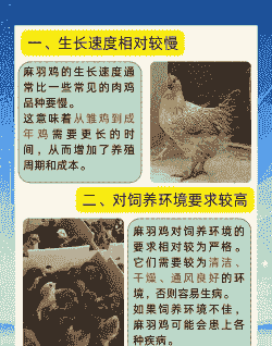 为什么鸡不好养