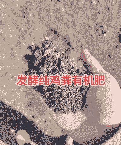 鸡粪可以养殖什么