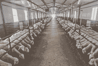 养殖什么羊最赚钱