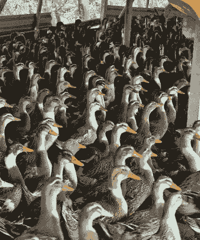 养殖什么鸭子赚钱吗