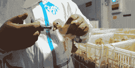 鸭子要打什么疫苗