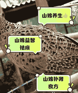 山鸡养殖要注意什么