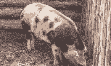 花斑肾猪什么病