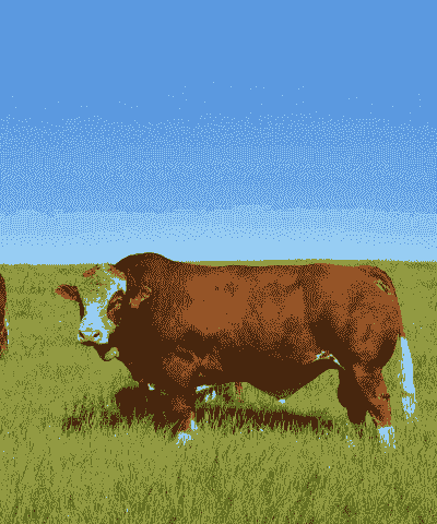 西门塔尔是什么