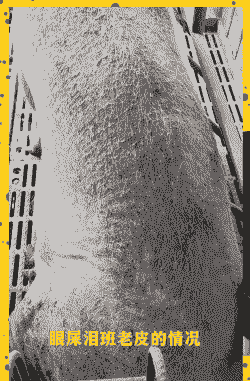 猪全身发黑什么病