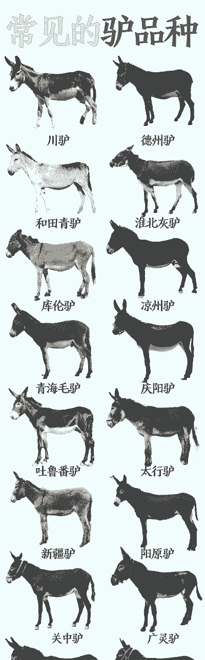 肉驴什么品种最好