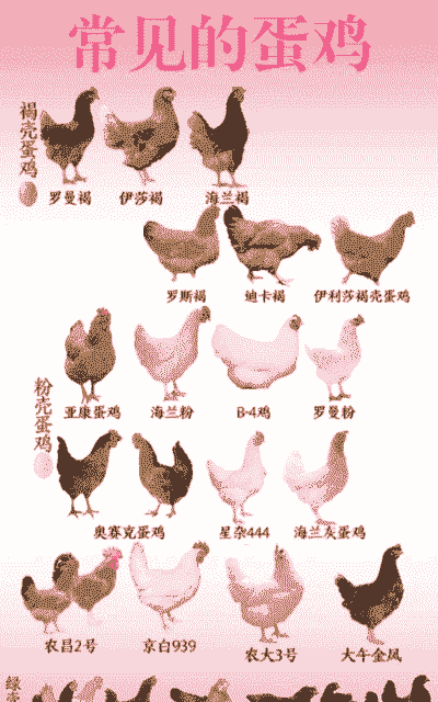 蛋鸡都是什么品种