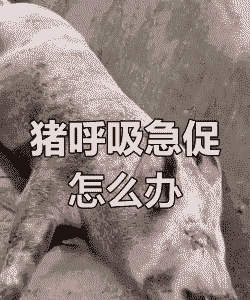 猪气喘什么引起的