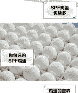 spf鸡蛋什么意思