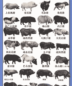 pic猪是什么品种
