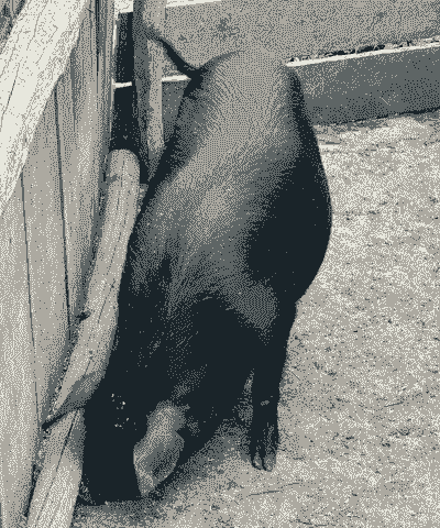 放养什么猪最好养