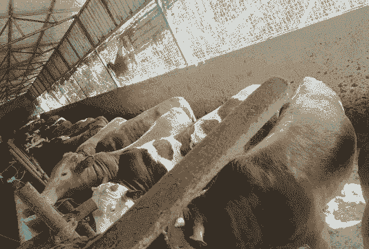 为什么养牛的人少