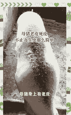 猪脱皮是为什么