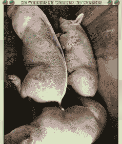 母猪低温是什么病