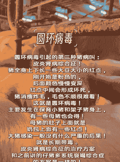 什么叫猪圆环病