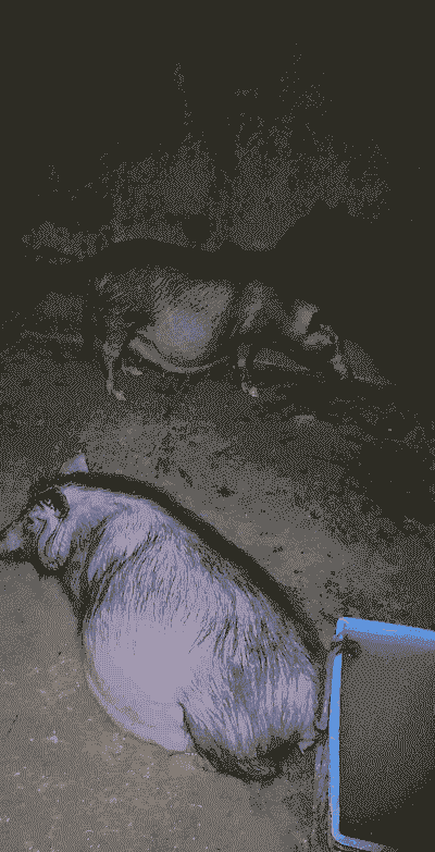 什么是母猪重胎