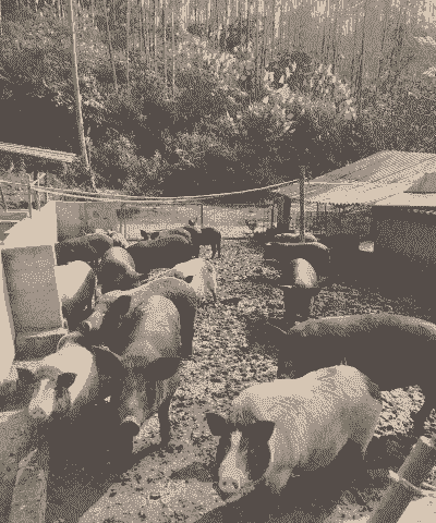 什么是生态养殖猪