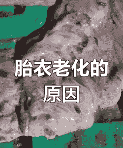 母猪产后胎衣没了