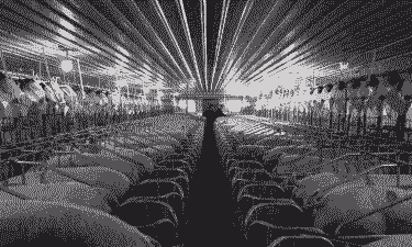 宁夏什么地能养猪