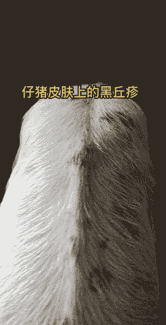 猪身上发黑什么病