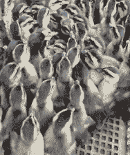 要养什么鸭苗才好