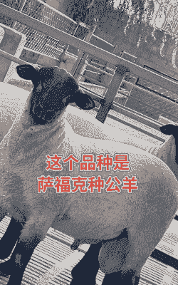 什么品种羊长势快