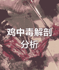 小鸡中毒后有什么症状