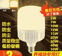 蛋鸡舍用什么灯泡