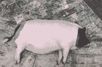 猪后期是长什么