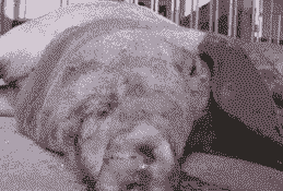 母猪得了肺炎什么状态