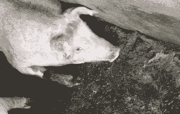 母猪产后高温呕吐