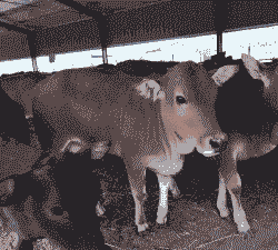 山东养什么牛最好