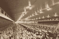 什么样灯光养鸡