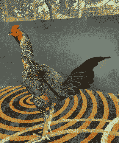 斗鸡母鸡什么品种最好