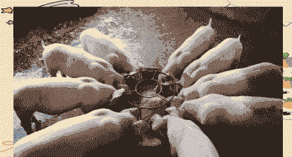 育肥猪都喂什么