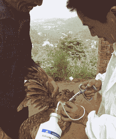 鸡什么地方打针