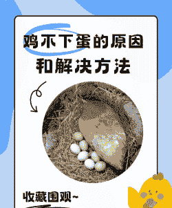 肉鸡为什么不下蛋