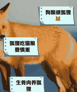 养殖狐狸吃什么食物