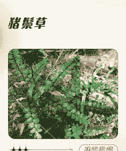 猪能吃什么草药