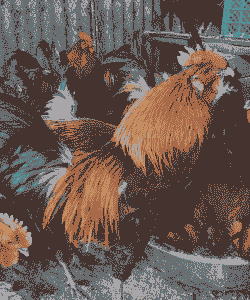 什么品种的土鸡大