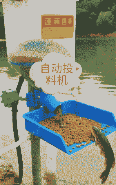 饲料投药技术是什么