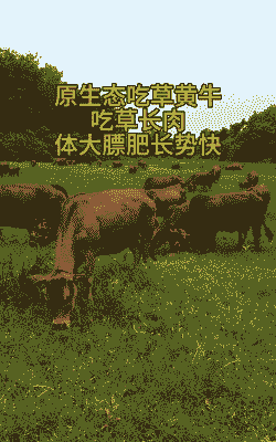 江西合适养什么牛