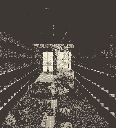 鸡舍在什么方位最好