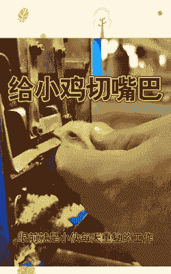 小鸡为什么切嘴