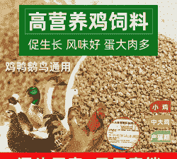 鸡补钙吃什么饲料