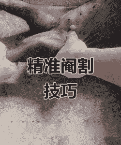 肉猪为什么要阉割