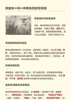 为什么鸡老是甩头