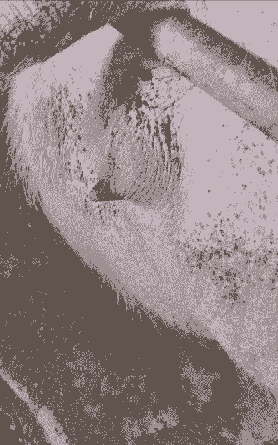 母猪产后恶露不下